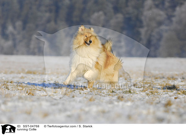 rennender Collie / running Collie / SST-04768