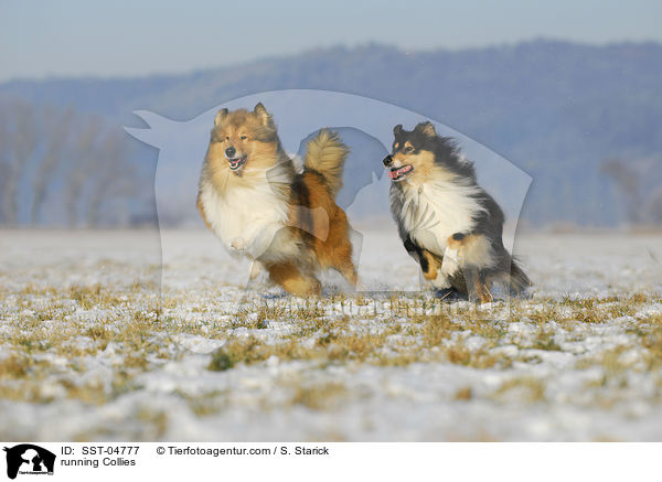 rennende Collies / running Collies / SST-04777