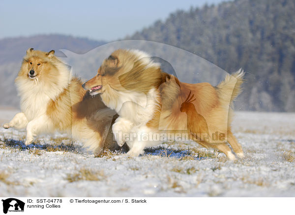 rennende Collies / running Collies / SST-04778