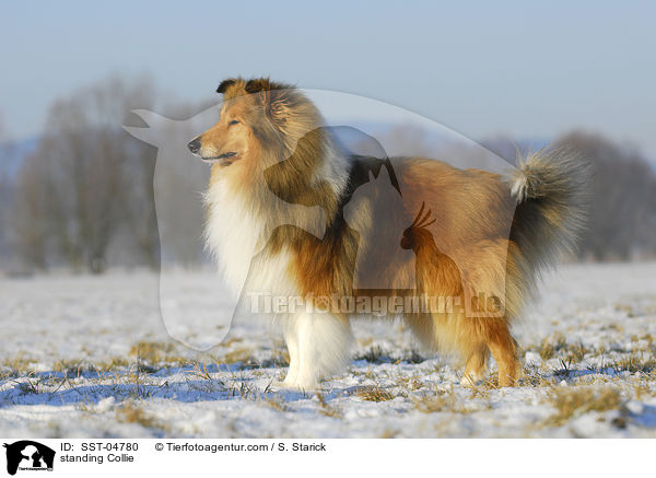 stehender Collie / standing Collie / SST-04780