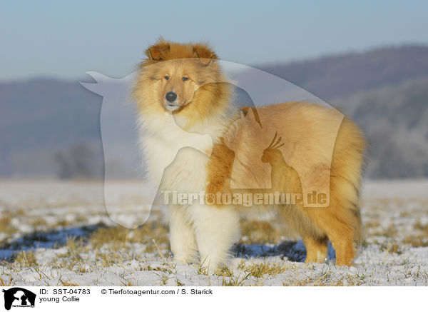 junger Collie / young Collie / SST-04783