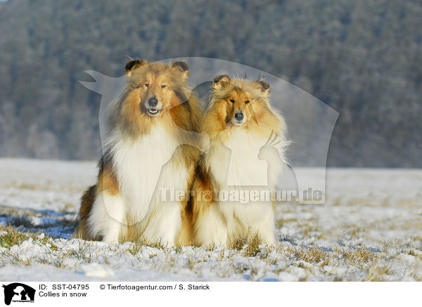 Collies im Schnee / Collies in snow / SST-04795