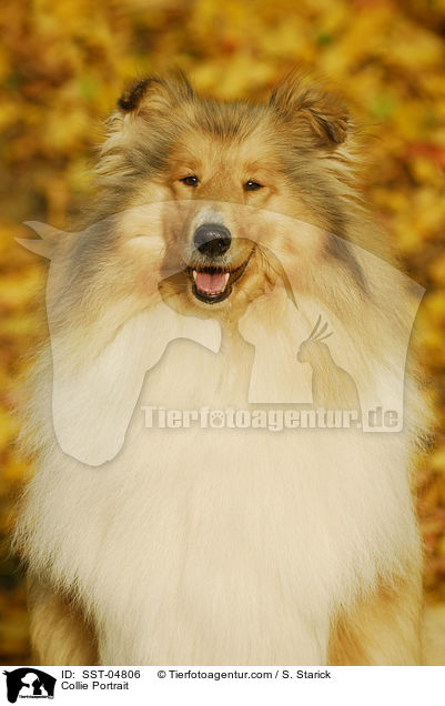 Collie Portrait / Collie Portrait / SST-04806
