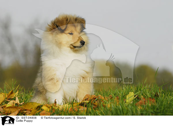 Collie Welpe / Collie Puppy / SST-04808