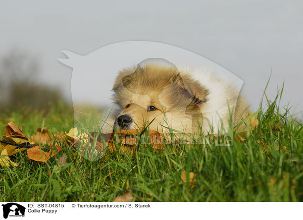 Collie Welpe / Collie Puppy / SST-04815