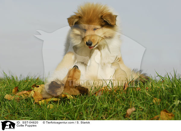 Collie Welpen / Collie Puppies / SST-04820