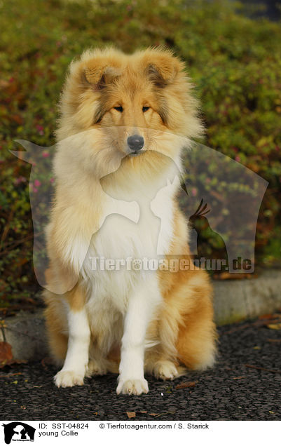 junger Collie / young Collie / SST-04824