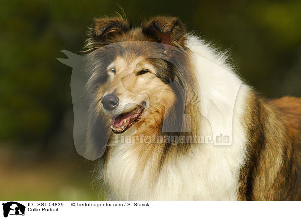 Collie Portrait / Collie Portrait / SST-04839