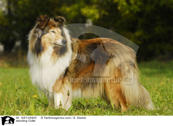stehender Collie / standing Collie / SST-04840
