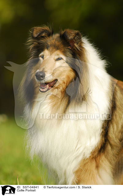 Collie Portrait / Collie Portrait / SST-04841