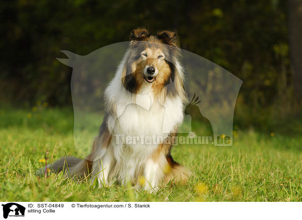sitzender Collie / sitting Collie / SST-04849
