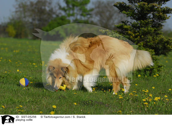 spielender Collie / playing collie / SST-05256