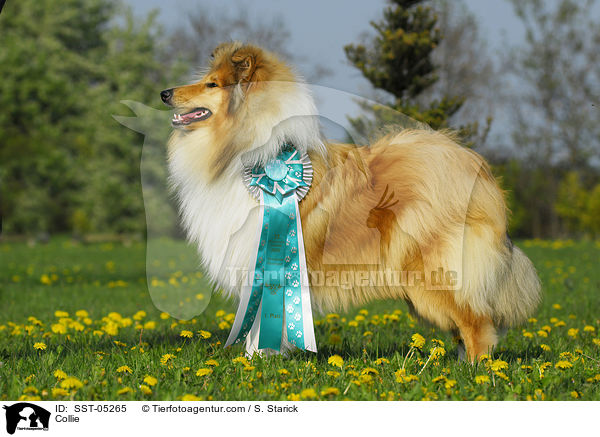 Collie / Collie / SST-05265