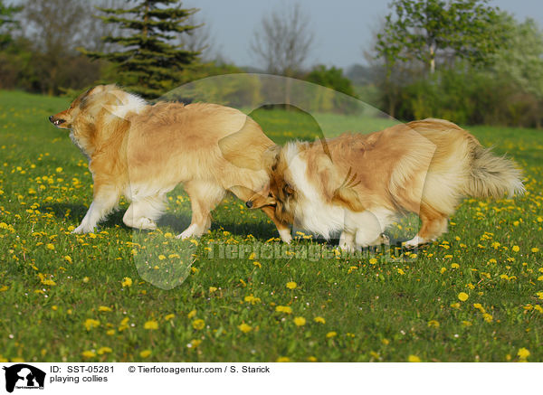 spielende Collies / playing collies / SST-05281