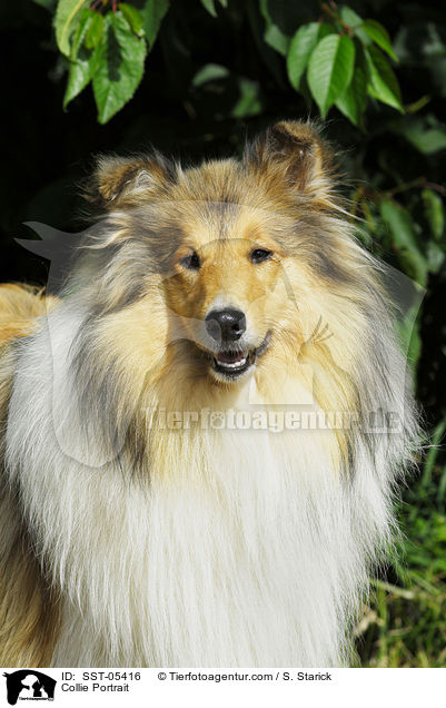 Collie Portrait / Collie Portrait / SST-05416