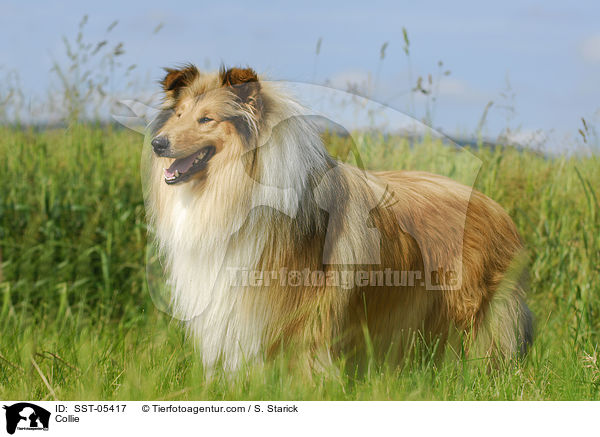 Collie / Collie / SST-05417