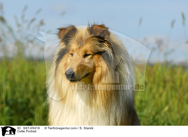 Collie Portrait / Collie Portrait / SST-05419