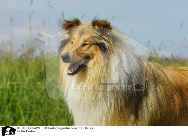 Collie Portrait / Collie Portrait / SST-05420
