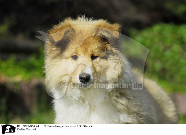 Collie Portrait / Collie Portrait / SST-05424
