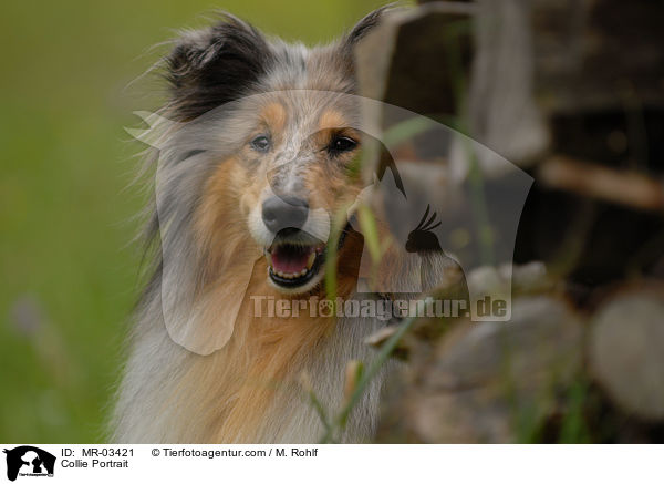 Langhaarcollie Portrait / Collie Portrait / MR-03421