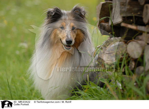 Langhaarcollie Portrait / Collie Portrait / MR-03422