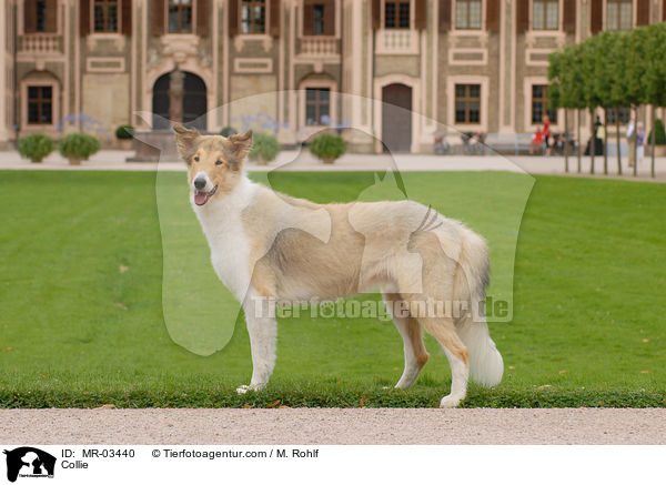 Langhaarcollie / Collie / MR-03440