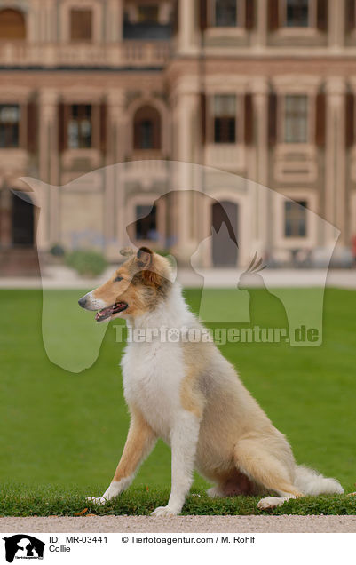 Langhaarcollie / Collie / MR-03441