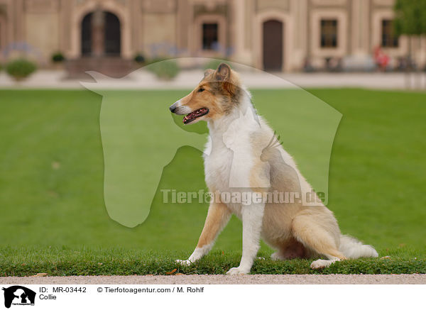 Langhaarcollie / Collie / MR-03442