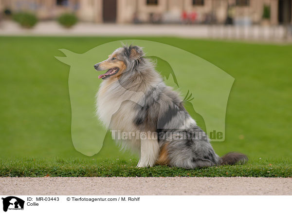Langhaarcollie / Collie / MR-03443