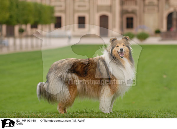 Langhaarcollie / Collie / MR-03448