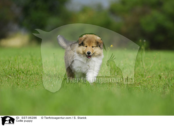 Collie puppy / SST-06286