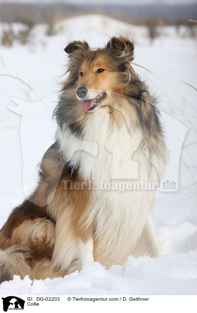Collie / Collie / DG-02203
