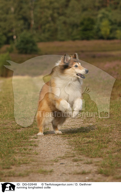 rennender Langhaarcollie / running longhaired collie / DG-02648