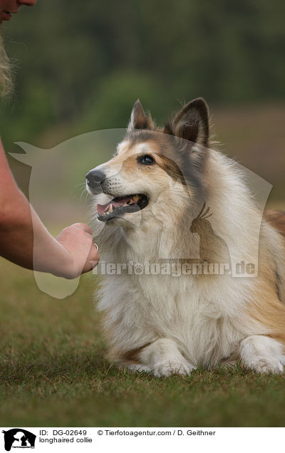 Langhaarcollie / longhaired collie / DG-02649