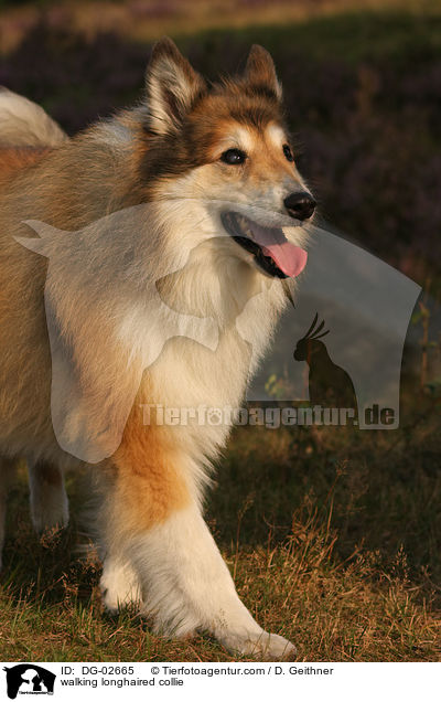 laufender Langhaarcollie / walking longhaired collie / DG-02665