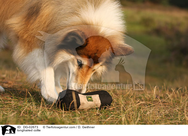 Langhaarcollie / longhaired collie / DG-02673