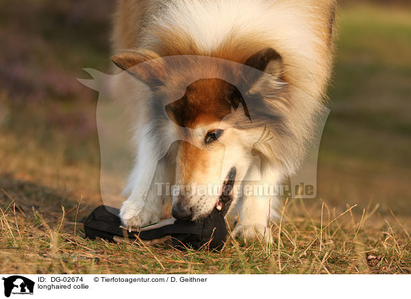 Langhaarcollie / longhaired collie / DG-02674