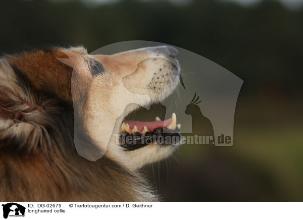 Langhaarcollie / longhaired collie / DG-02679