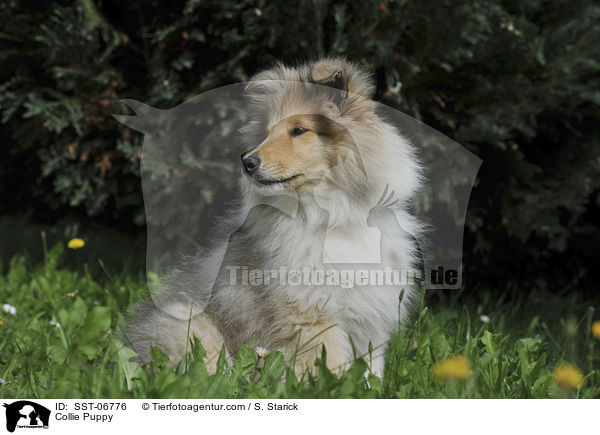 Collie Welpe / Collie Puppy / SST-06776