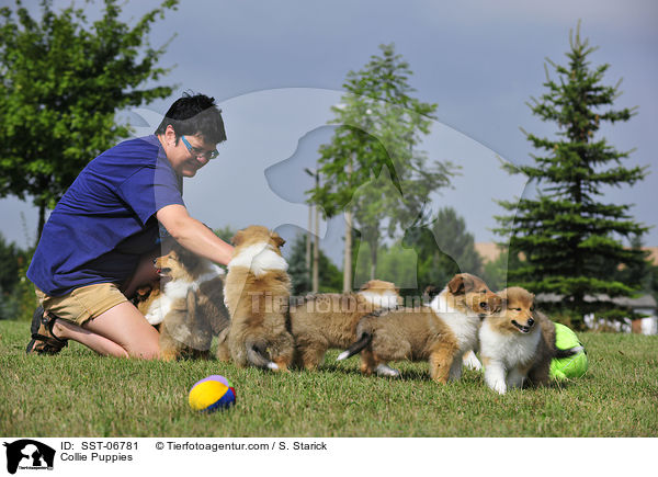Collie Welpen / Collie Puppies / SST-06781