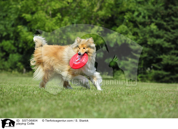 spielender Collie / playing Collie / SST-06804