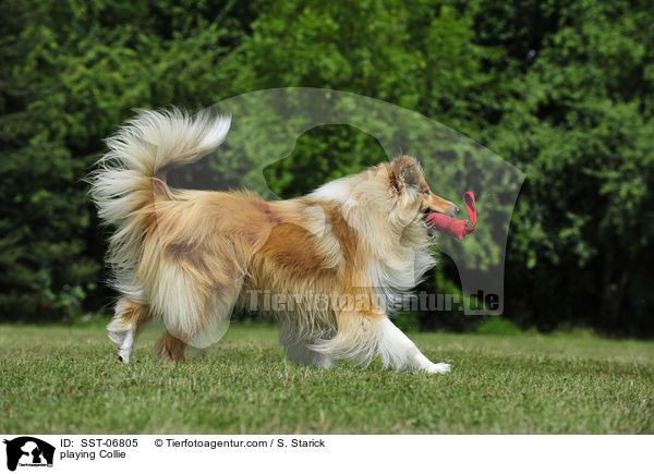 spielender Collie / playing Collie / SST-06805