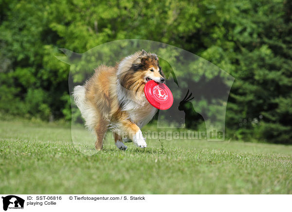 spielender Collie / playing Collie / SST-06816