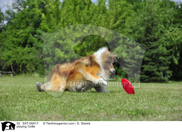 spielender Collie / playing Collie / SST-06817