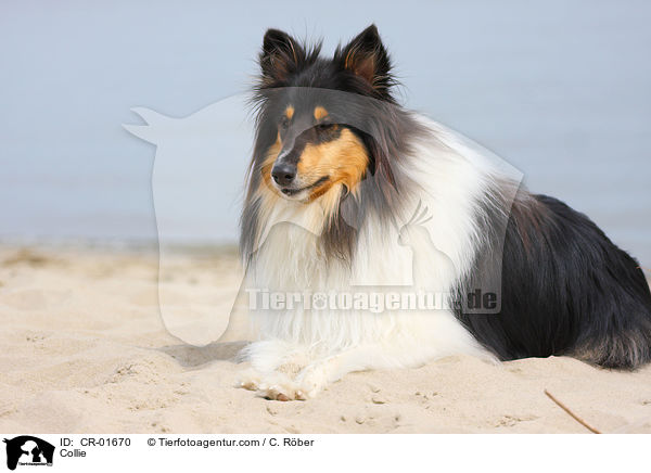 Collie / Collie / CR-01670