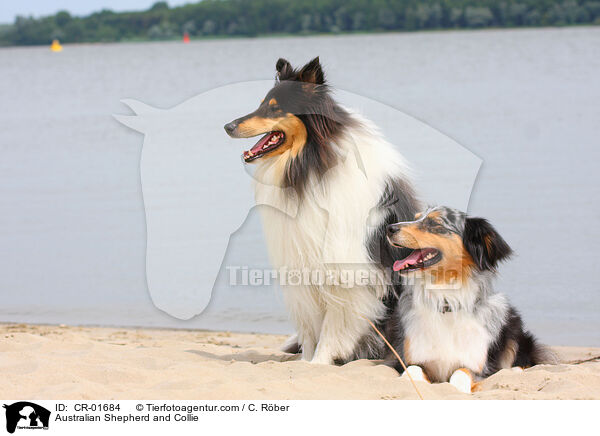 Australian Shepherd und Collie / Australian Shepherd and Collie / CR-01684