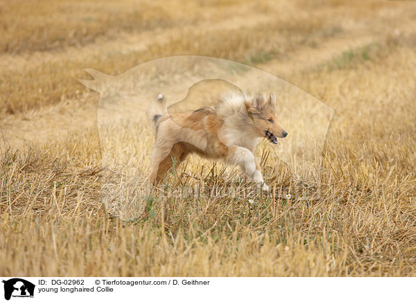 junger Langhaarcollie / young longhaired Collie / DG-02962