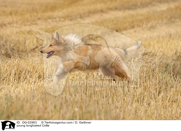 junger Langhaarcollie / young longhaired Collie / DG-02963