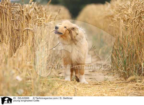 junger Langhaarcollie / young longhaired Collie / DG-02966