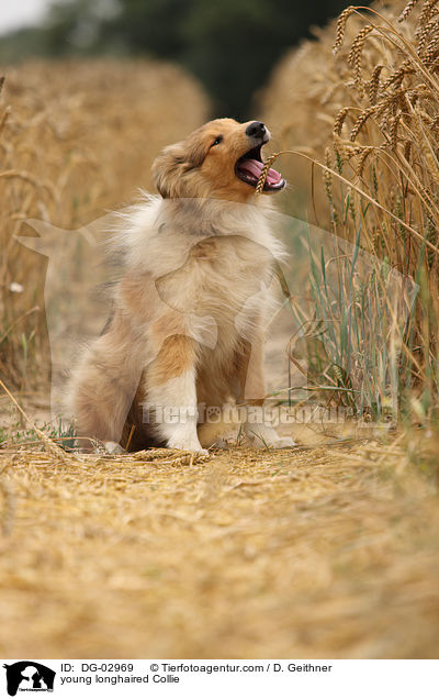 junger Langhaarcollie / young longhaired Collie / DG-02969